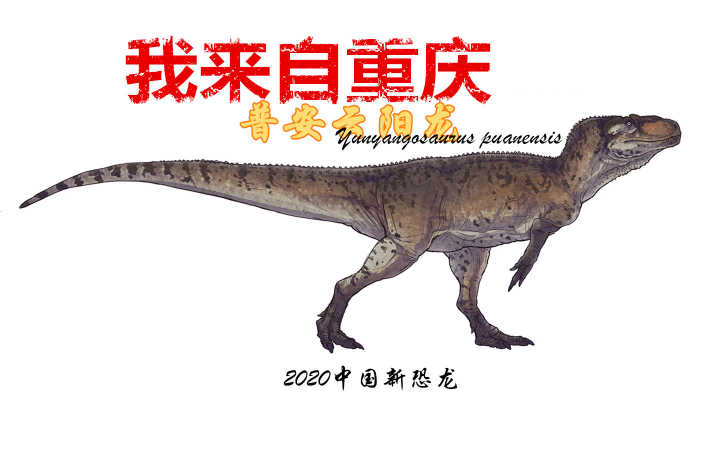 重慶云陽(yáng)發(fā)現(xiàn)比轎車還大的食肉恐龍！